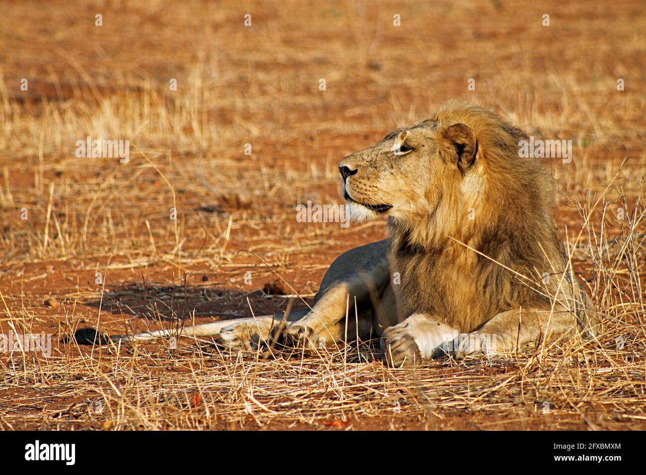 Lion stock photos Stock Photo