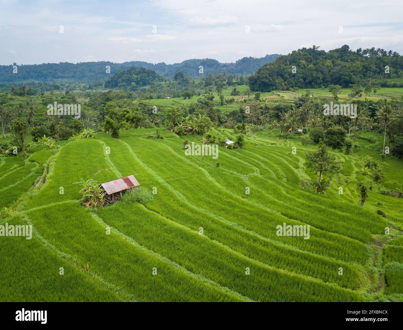 Small hut in the middle of paddy fields aerial view in Bali, Indonesia Stock Photo