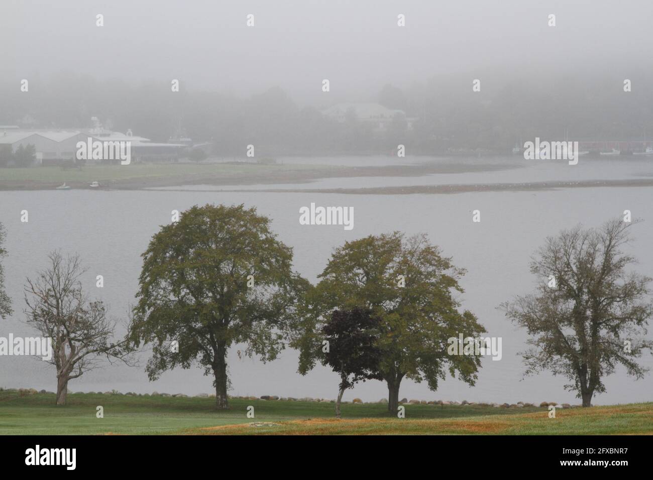 Trees in front of lake on a foggy day Stock Photo - Alamy