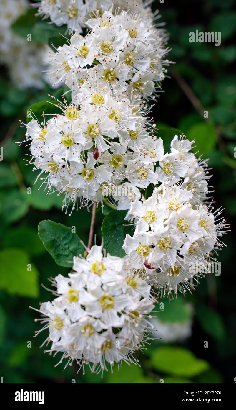 Spiraea chamaedryfolia, common name germander meadowsweet or elm-leaved spirea flowers Stock Photo