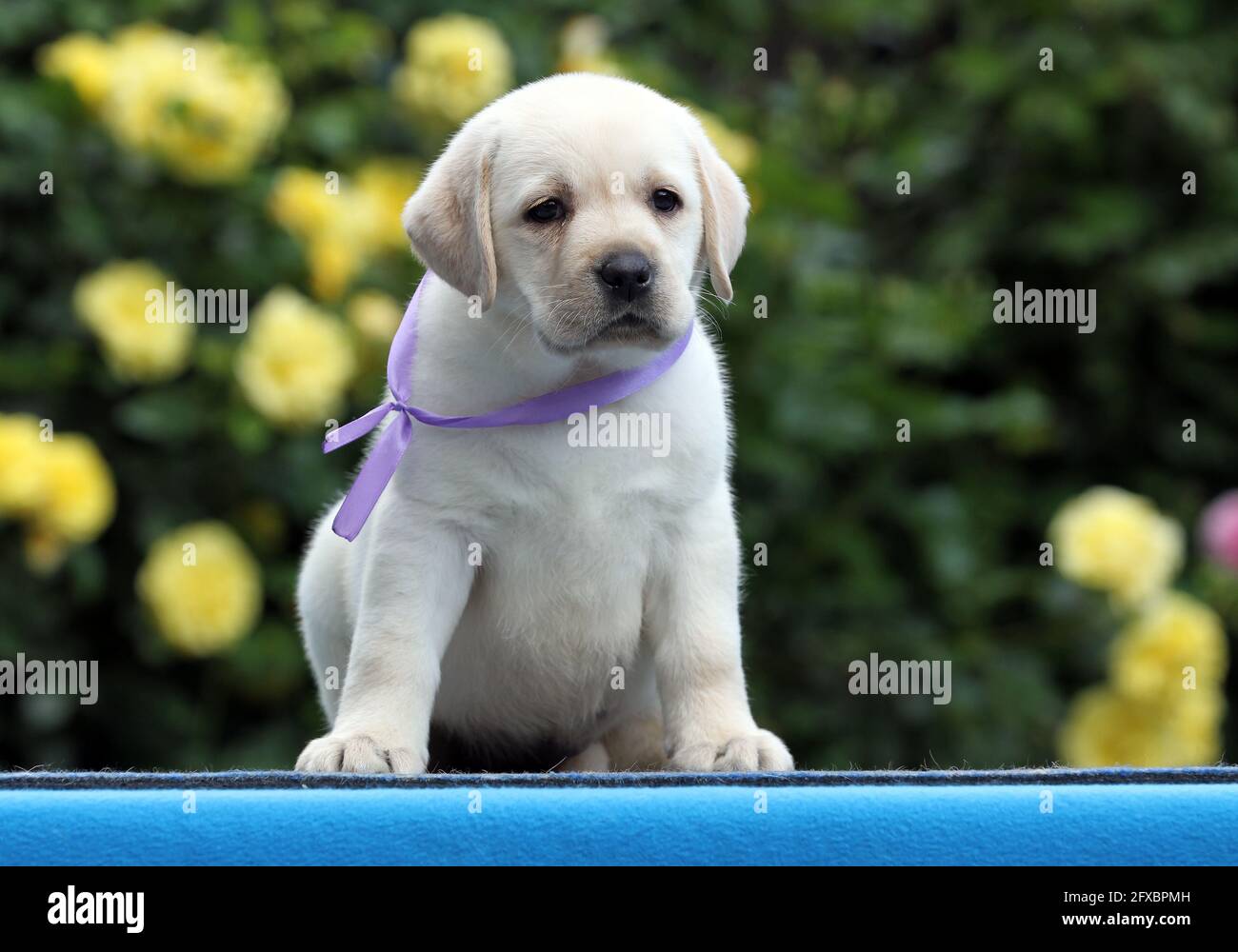 sweet yellow labrador puppy on the blue background Stock Photo - Alamy
