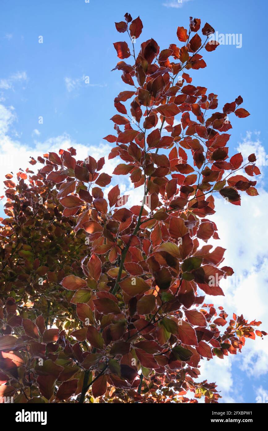 Fagus sylvatica Atropunicea Copper Beech foliage against blue sky