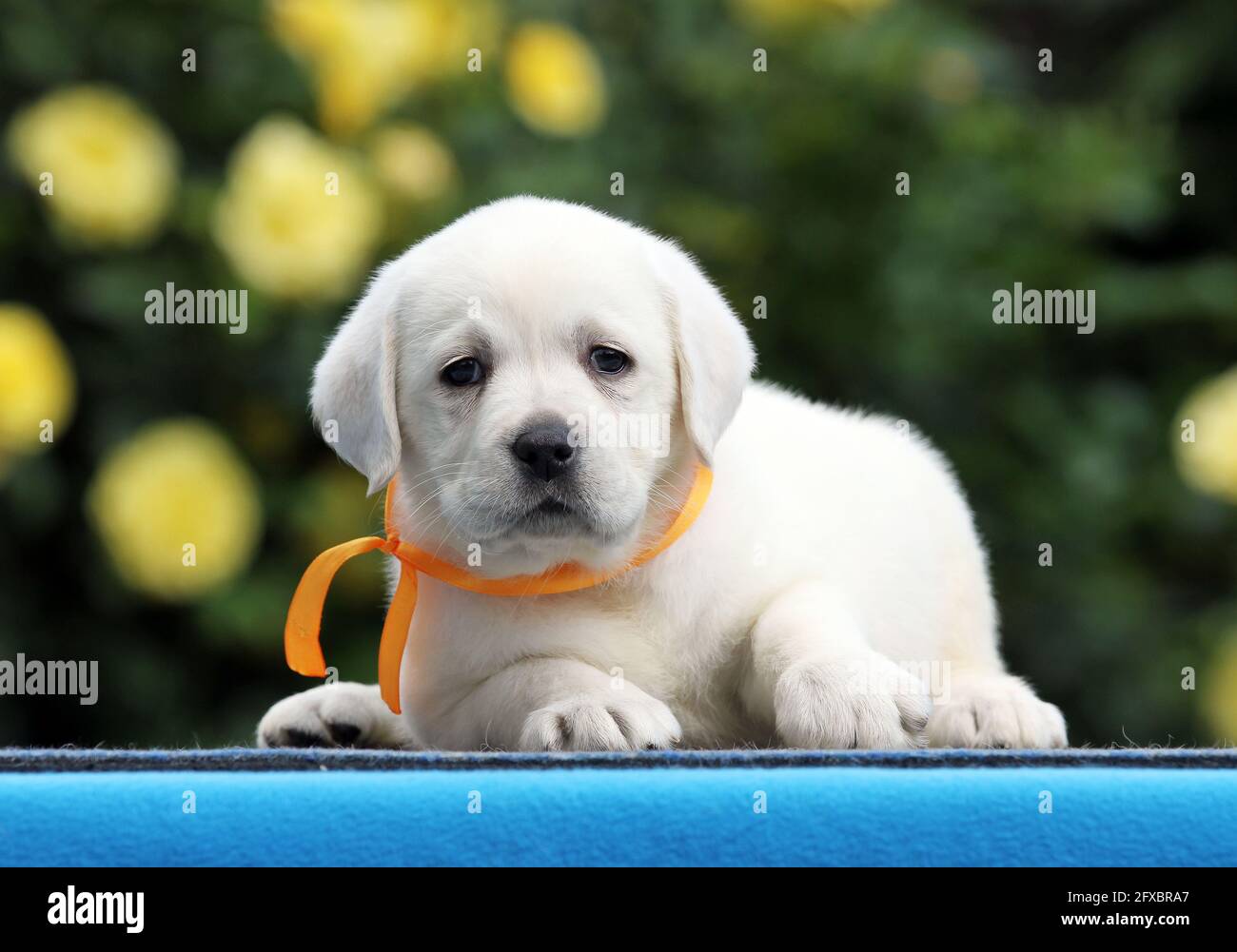 the yellow labrador puppy on the blue background Stock Photo - Alamy