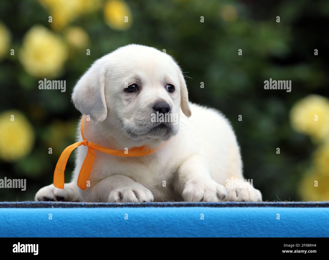 a yellow labrador puppy on the blue background Stock Photo - Alamy