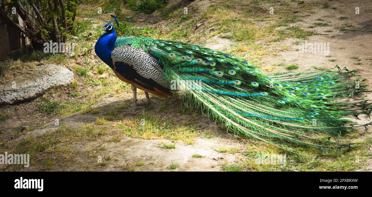 Side view of a peacock with its wings gathered in full courtship of the female peacock Stock Photo