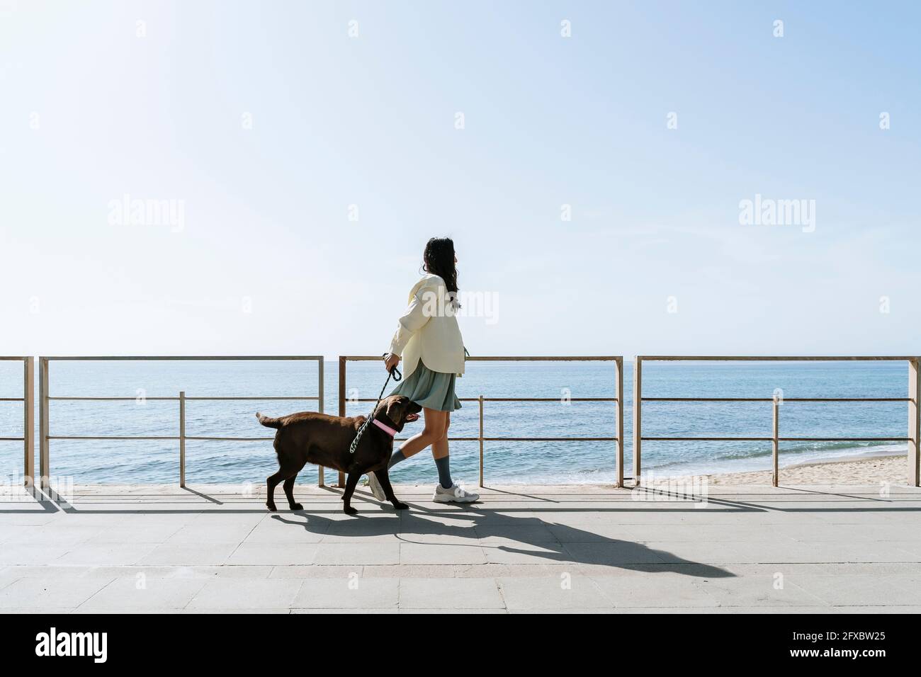 Mid adult woman walking with Labrador dog by railing at beach during sunny day Stock Photo
