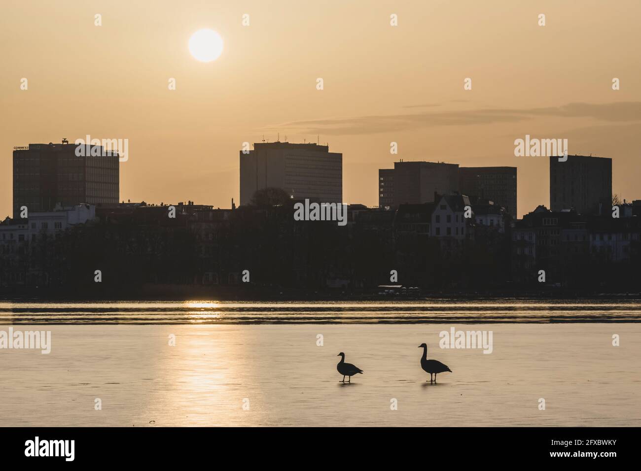 Germany, Hamburg, View over frozen Binnenalster lake with two geese to St Georg district at sunrise Stock Photo