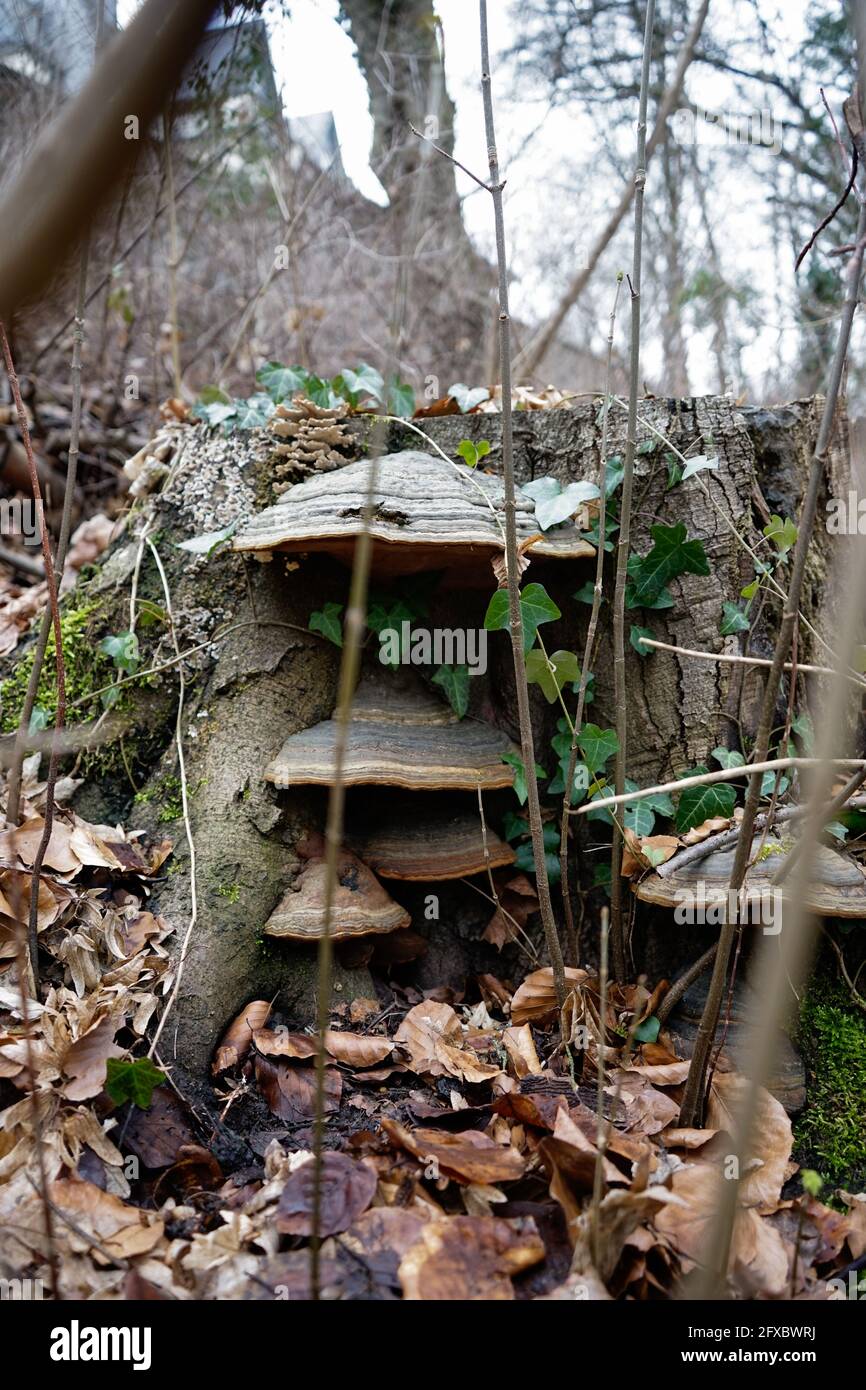 Vertical shot of fungi growing on an old stump in a forest Stock Photo ...