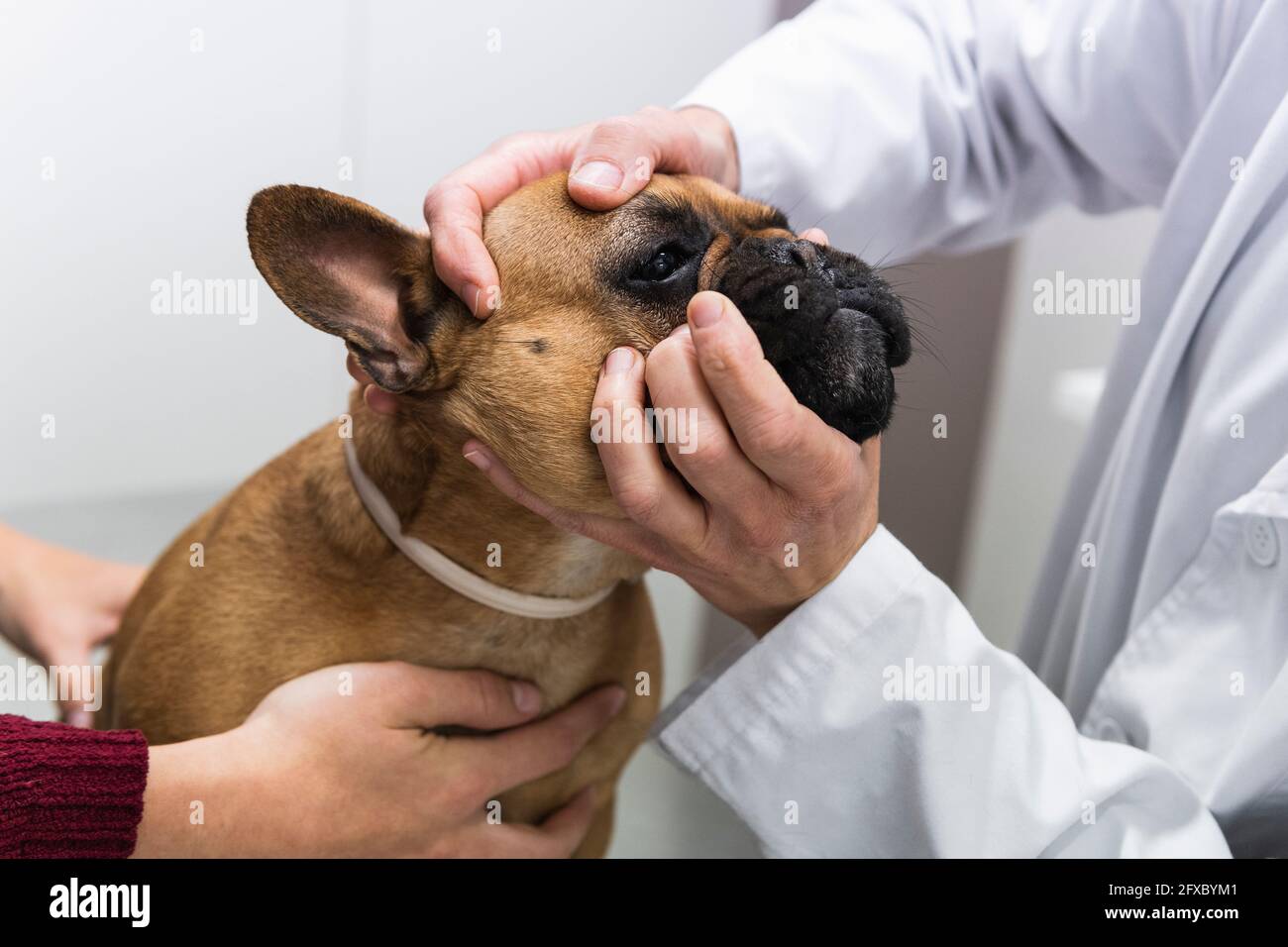 Veterinarian holding dog head while examining at medical clinic Stock Photo