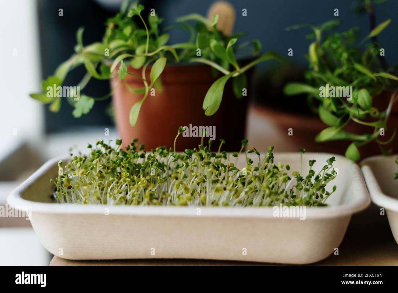 Tray of fresh microgreens Stock Photo