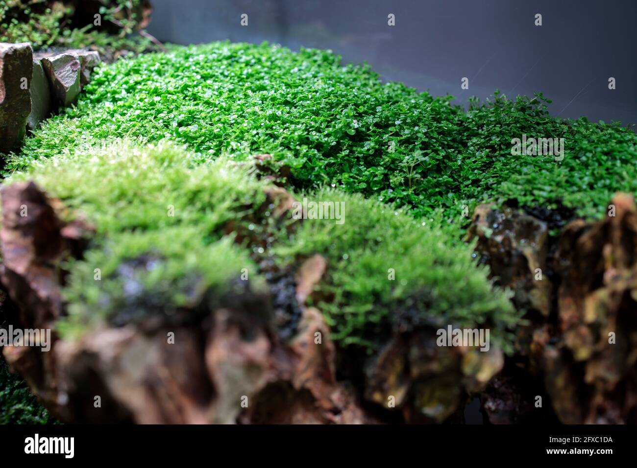 Micranthemum sp.'Monte carlo' and eleocharis parvula and other plants for aquarium. Interior Stock Photo