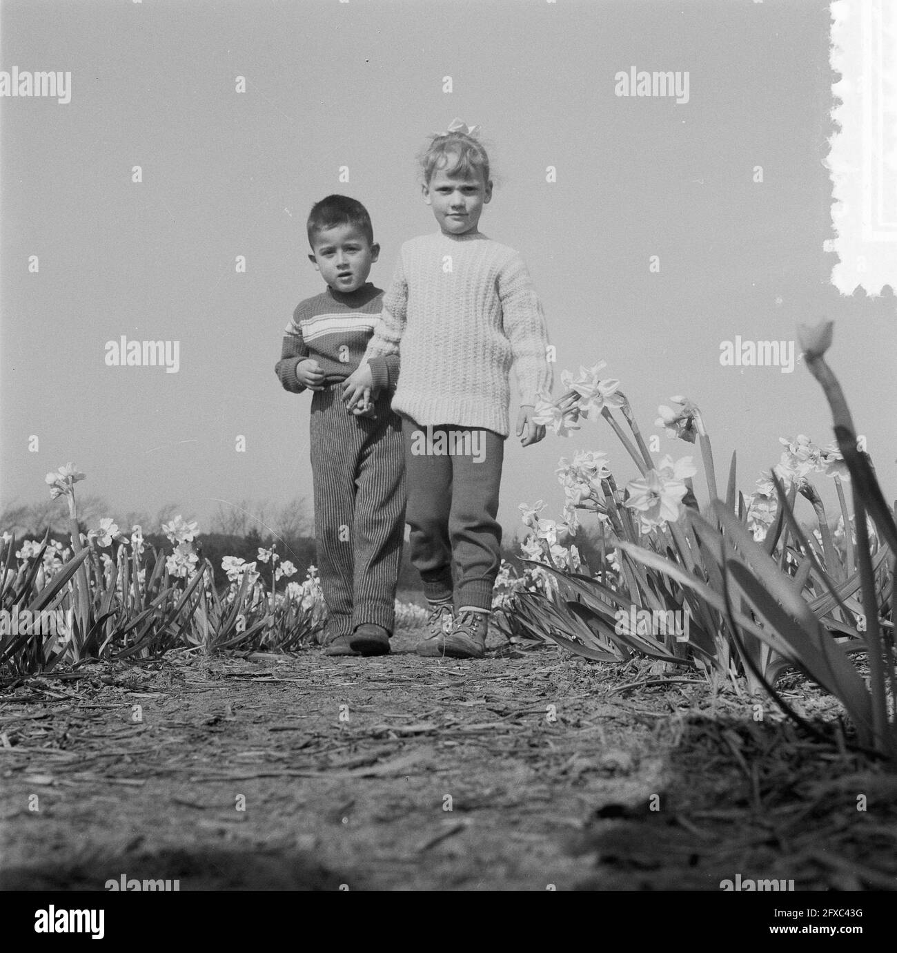 Children in Daffodil Fields near Noordwijk and Lisse, March 12, 1957, Children, The Netherlands, 20th century press agency photo, news to remember, documentary, historic photography 1945-1990, visual stories, human history of the Twentieth Century, capturing moments in time Stock Photo