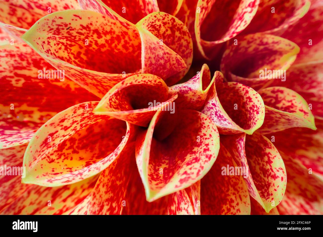Close up of orange dahlia Stock Photo