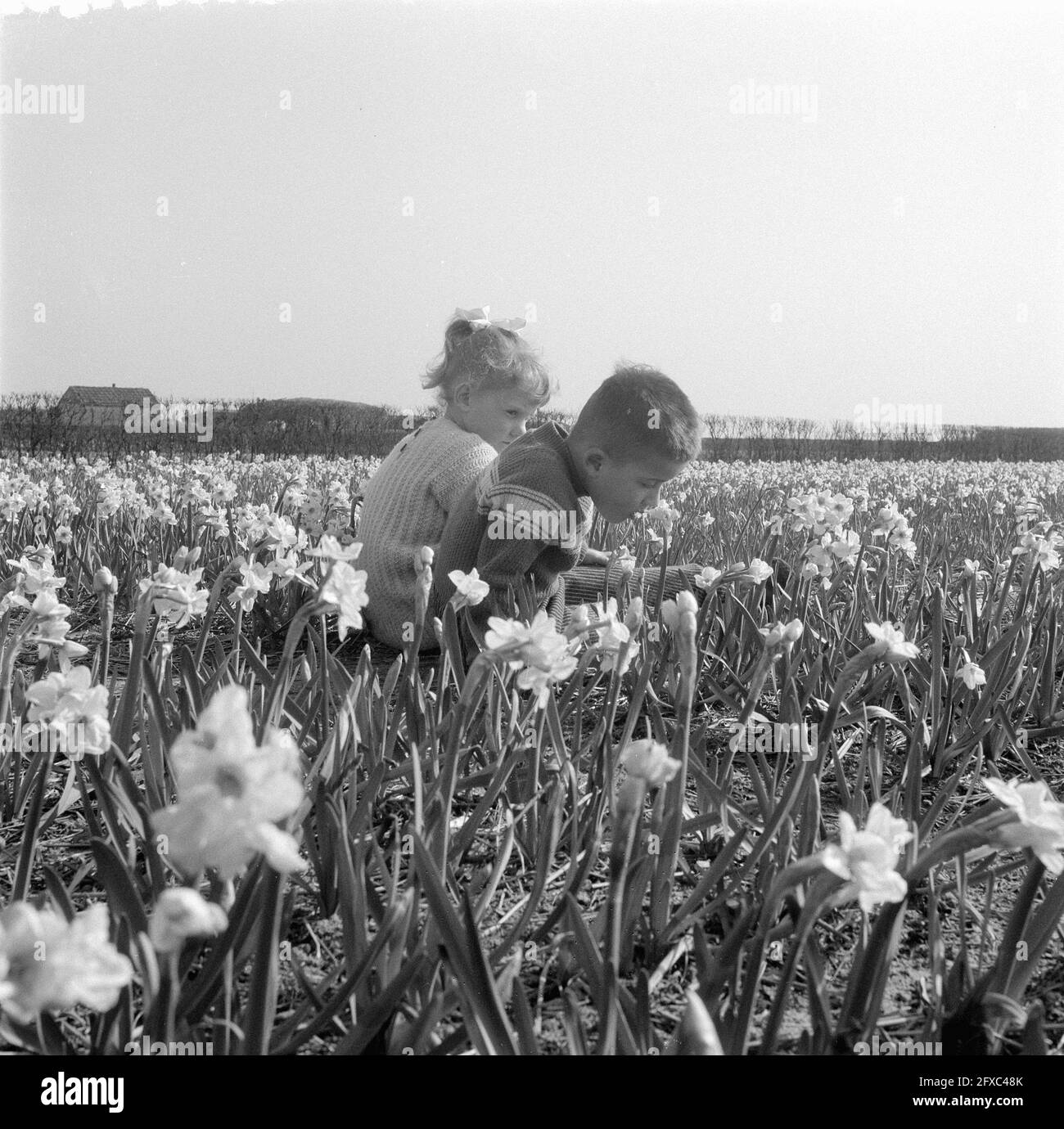 Children in Daffodil Fields near Noordwijk and Lisse, March 12, 1957, Children, The Netherlands, 20th century press agency photo, news to remember, documentary, historic photography 1945-1990, visual stories, human history of the Twentieth Century, capturing moments in time Stock Photo