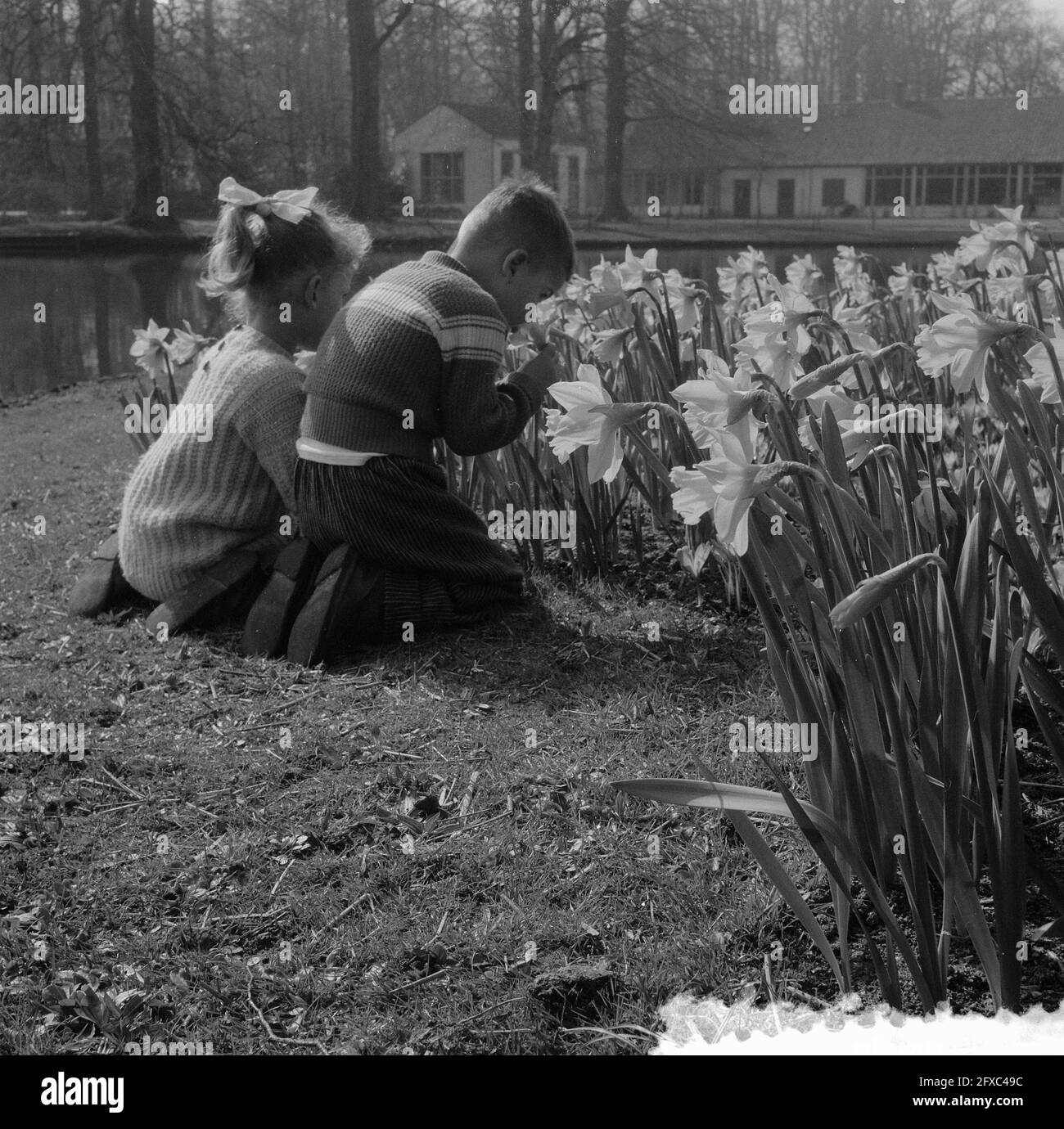 Children in daffodil fields at the Keukenhof in Lisse, March 12, 1957, flowers, children, parks, The Netherlands, 20th century press agency photo, news to remember, documentary, historic photography 1945-1990, visual stories, human history of the Twentieth Century, capturing moments in time Stock Photo