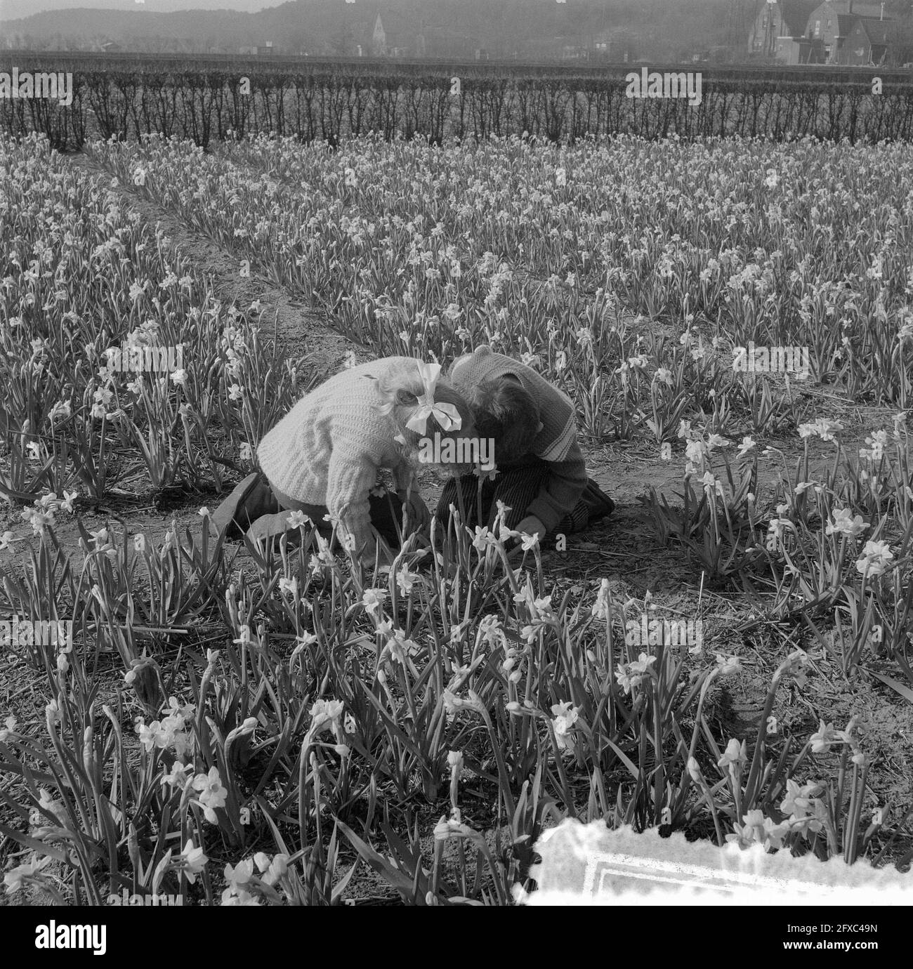 Children in daffodil fields near Noordwijk and Lisse, March 12, 1957, flowers, children, The Netherlands, 20th century press agency photo, news to remember, documentary, historic photography 1945-1990, visual stories, human history of the Twentieth Century, capturing moments in time Stock Photo