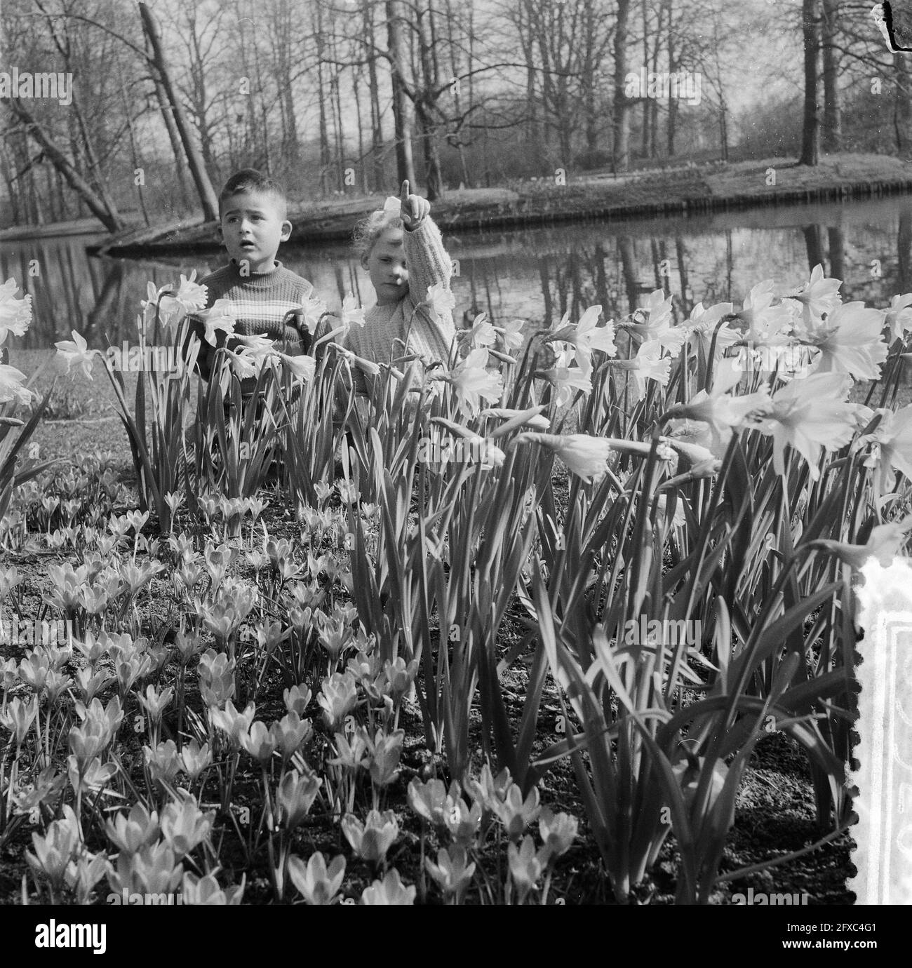 Children in daffodil fields in the Keukenhof at Lisse, March 12, 1957, flowers, children, parks, The Netherlands, 20th century press agency photo, news to remember, documentary, historic photography 1945-1990, visual stories, human history of the Twentieth Century, capturing moments in time Stock Photo