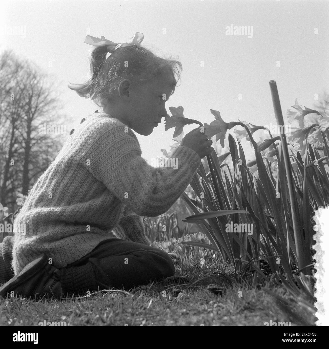 Children in daffodil fields in Keukenhof in Lisse, March 12, 1957, flowers, children, parks, The Netherlands, 20th century press agency photo, news to remember, documentary, historic photography 1945-1990, visual stories, human history of the Twentieth Century, capturing moments in time Stock Photo