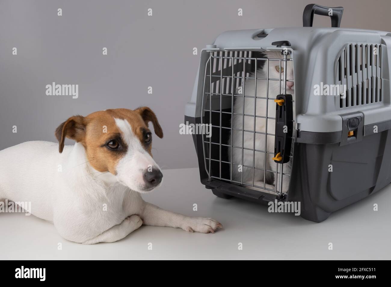 Dog Jack Russell Terrier lies next to a white fluffy cat in a cage for