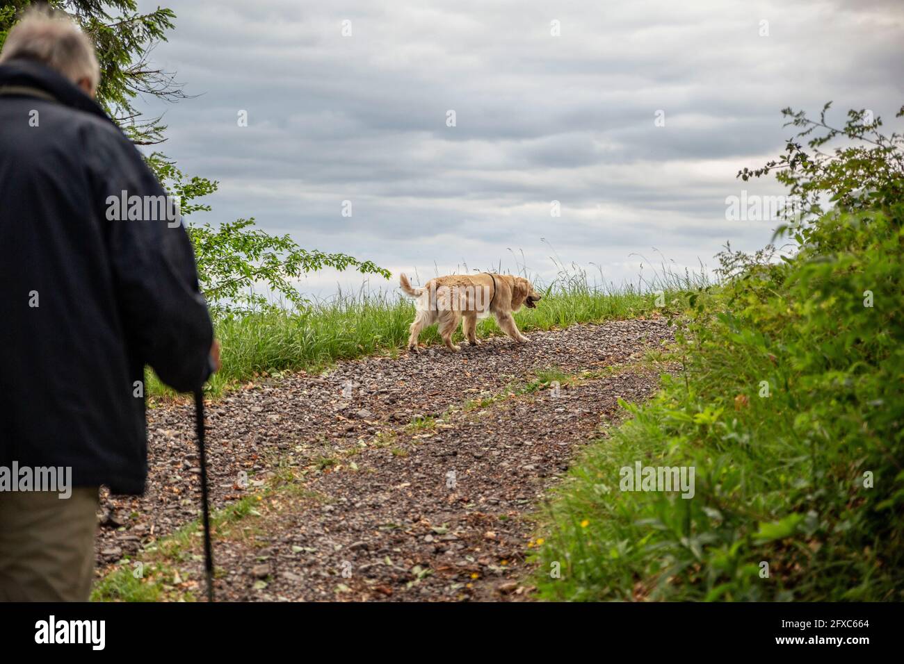 Man holding cane while walking on dirt road with Golden retriever dog in Province of Brescia, Lombardy, Italy Stock Photo