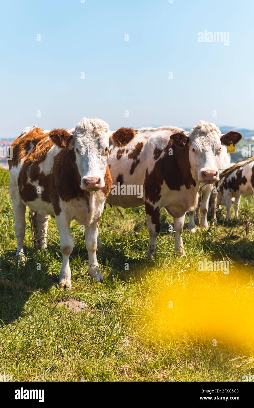 Portrait of two cows standing side by side in springtime pasture Stock Photo