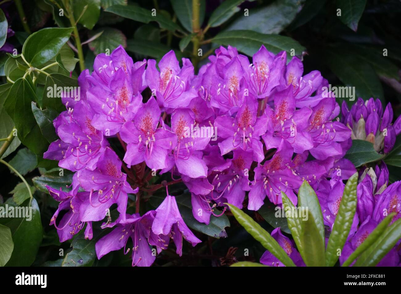Cornwall Rhododendron Coast rhododendron hi-res stock photography and images - Alamy