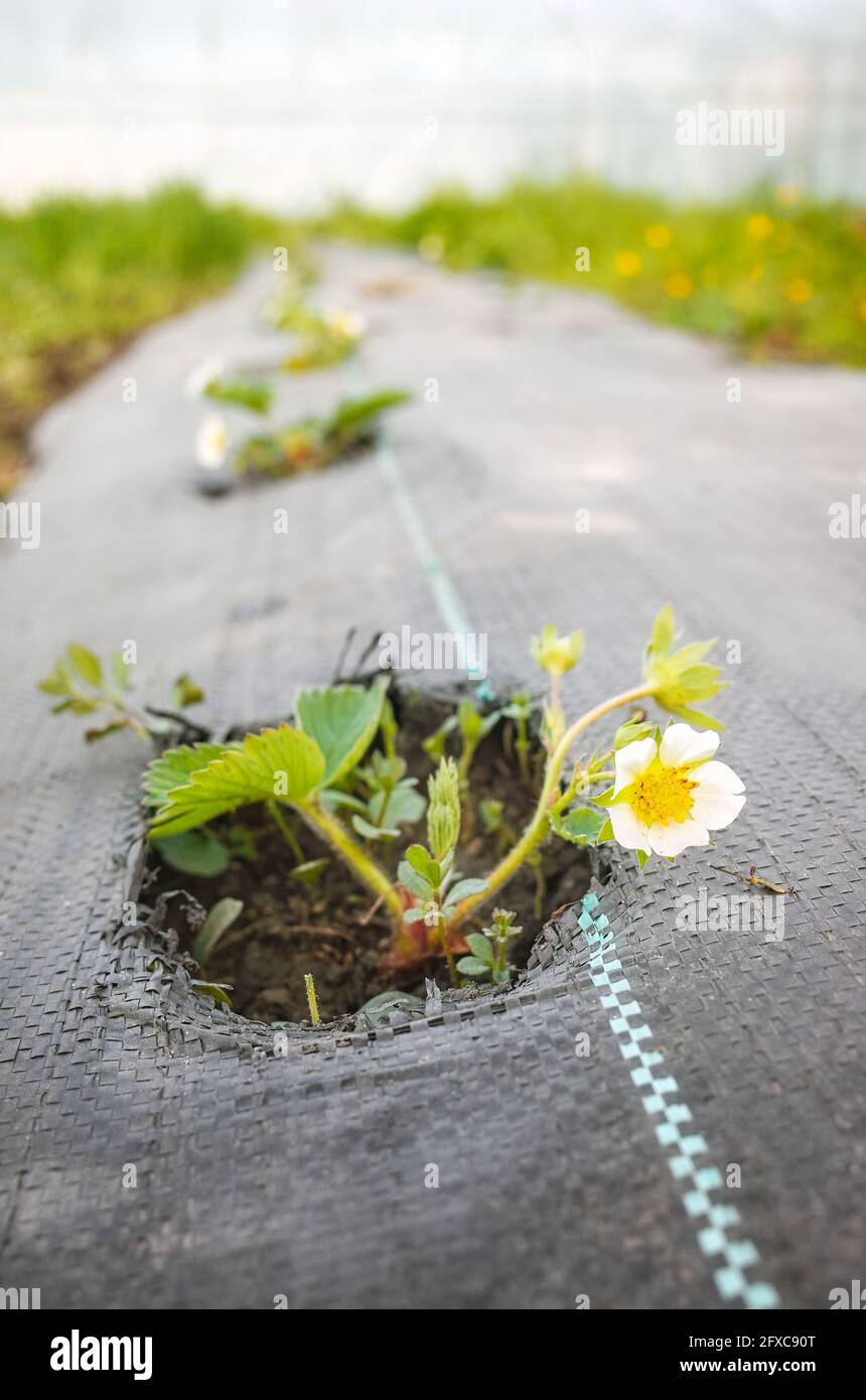 Wild strawberry in blossom on an organic farm field patch covered with agrotextile (fabric mulch mat). Stock Photo