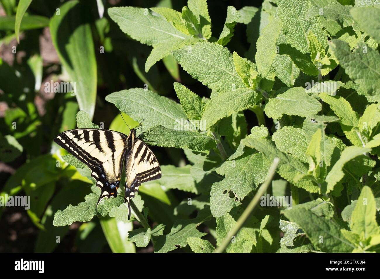 Papilio machaon - common yellow swallowtail butterfly. Stock Photo
