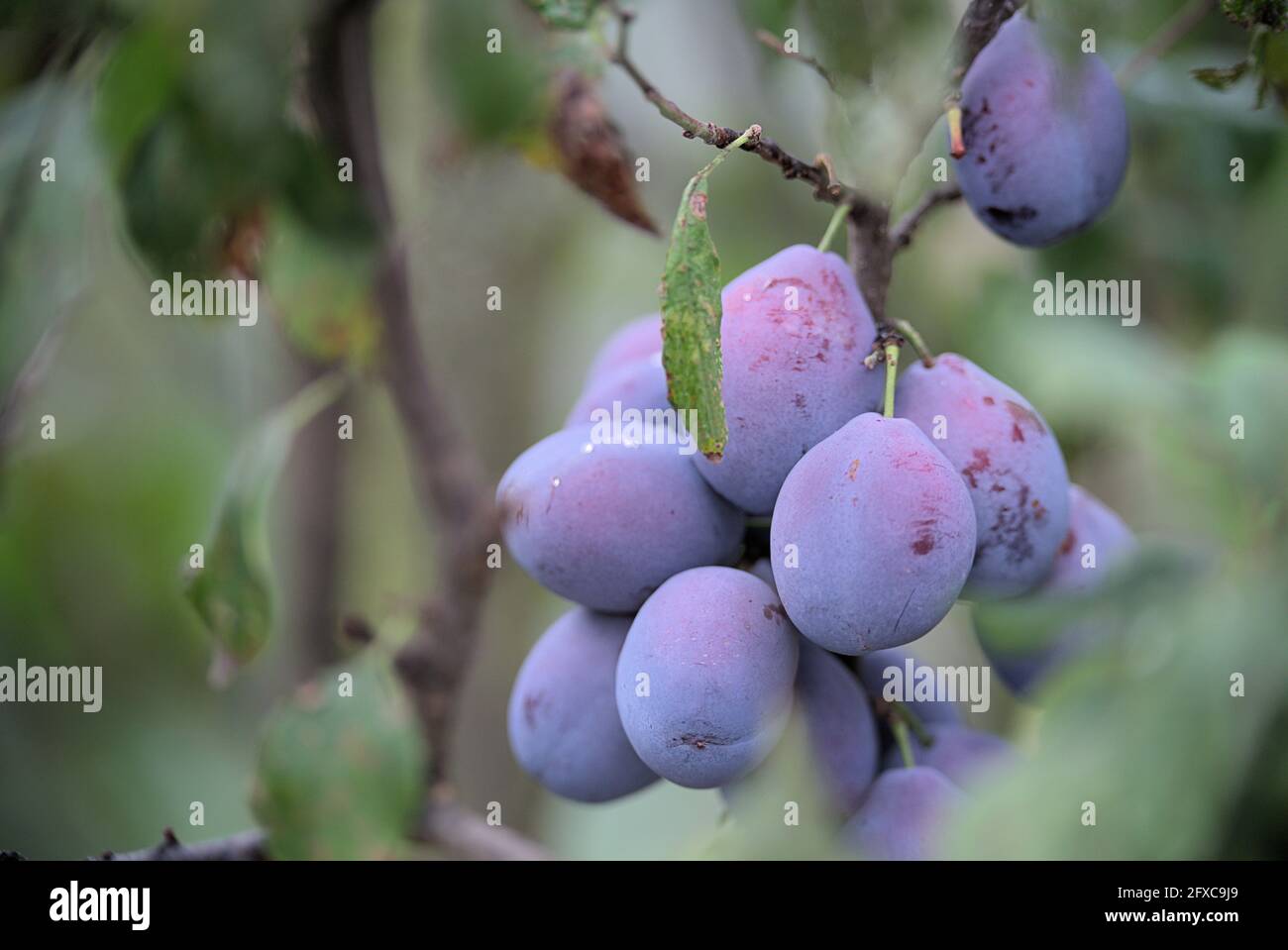 vertical shot of organic fresh java plum on tree with... Resolution organic hi-res stock photography and images - Alamy