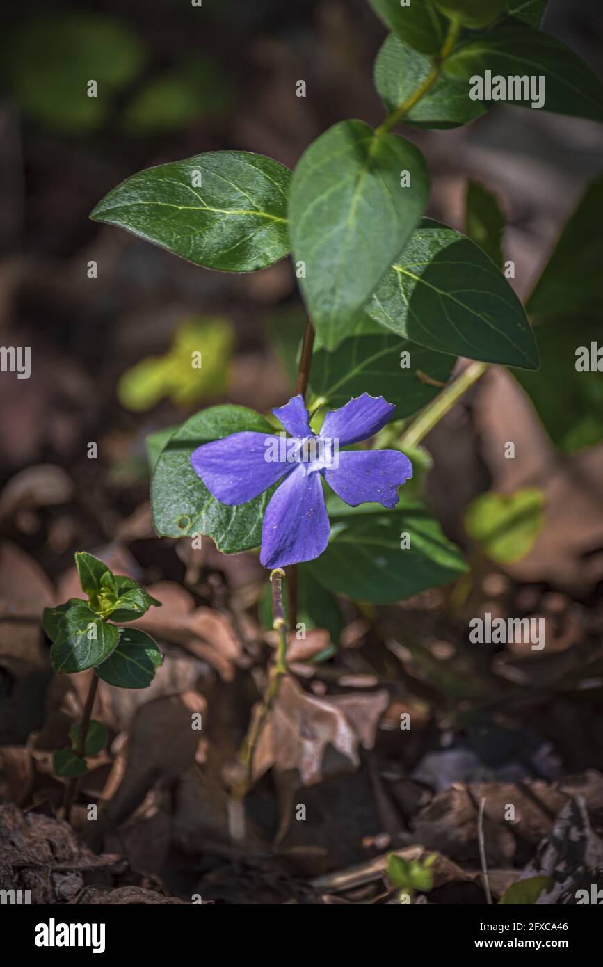 Periwinkle flower in sprin Stock Photo
