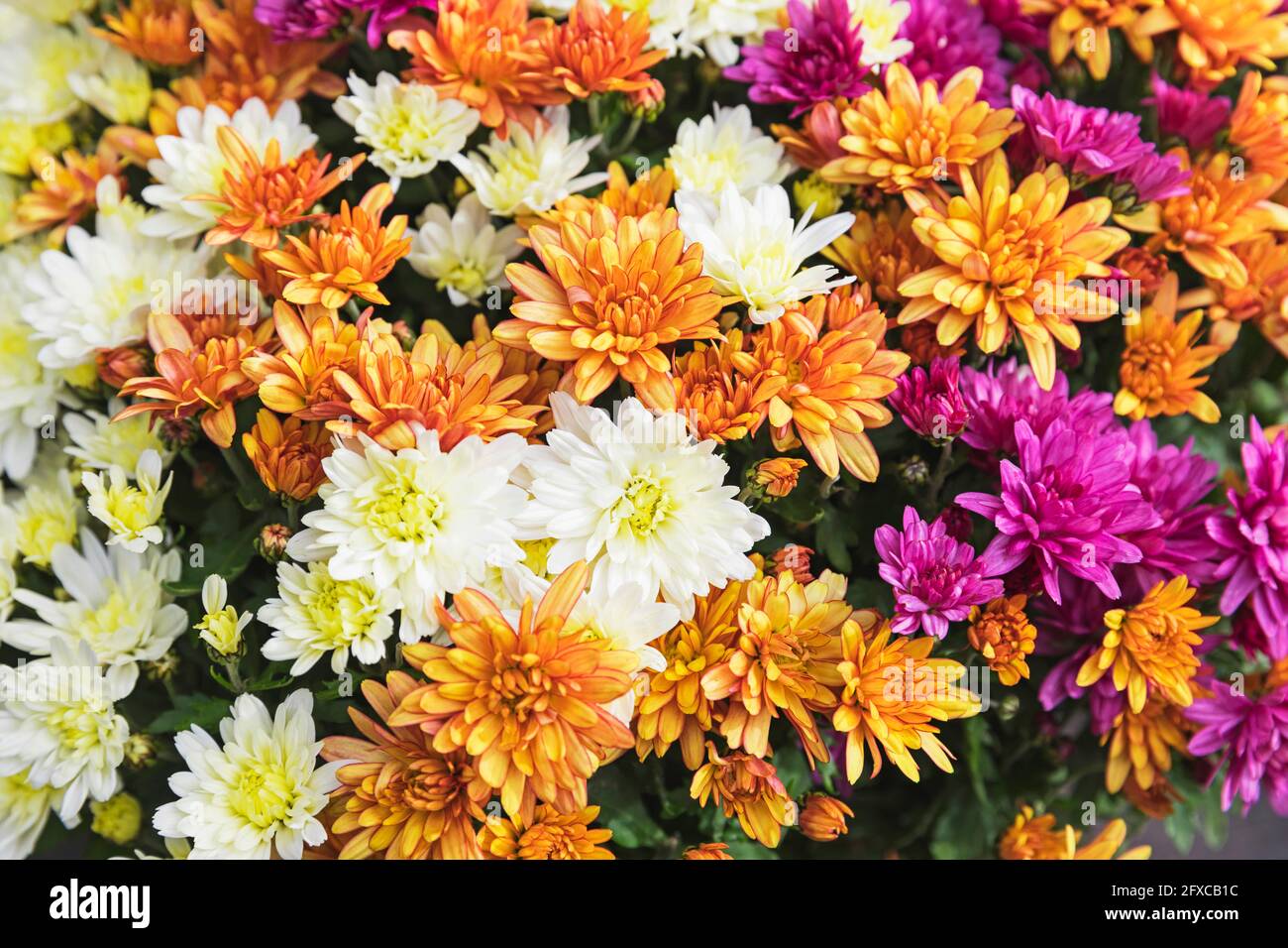 Chrysanthemums image hi-res stock photography and images - Alamy
