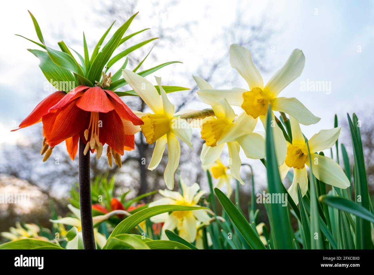 Crown imperial daffodil hires stock photography and images Alamy