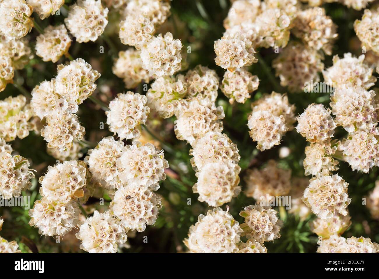 Armeria maritima ‘Victor Reiter’ sea thrift dry flowers. Stock Photo