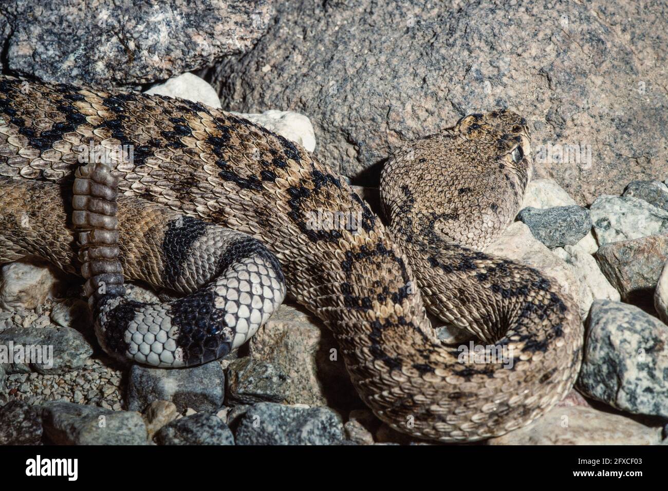 The Western Diamondback Rattlesnake or Texas Diamondback is a venomous snake found in the southwestern U.S. and northern Mexico. Stock Photo