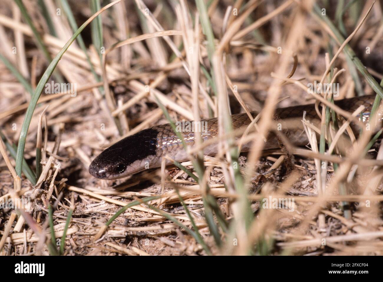 The Plains Black-headed Snake is a small, harmless snake usually found in rocky or grassy plains in the southwestern U.S. Stock Photo