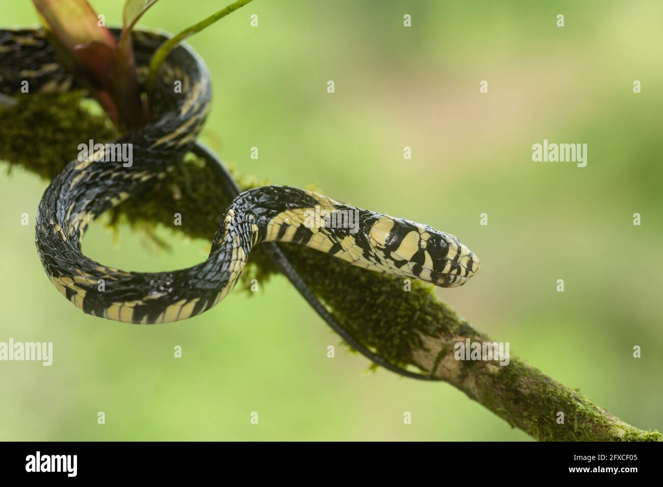 The Tiger Rat Snake, Spilotes pullatus, is a  non-venomous snake found from Mexico to central South America.  It can grow to 14 feet in length. Stock Photo