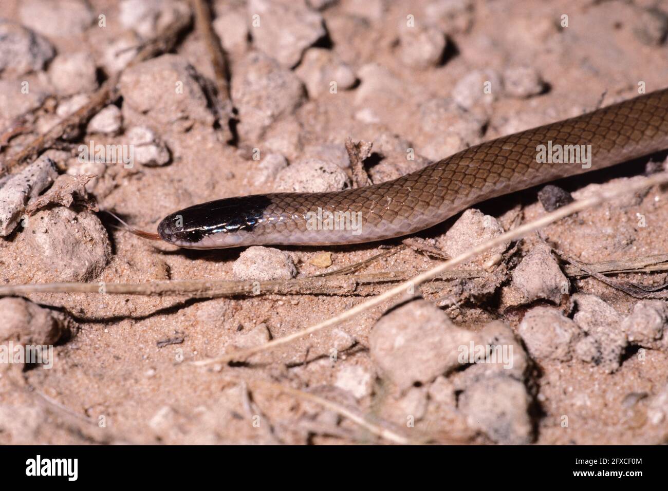 The Plains Black-headed Snake is a small, harmless snake usually found in rocky or grassy plains in the southwestern U.S. Stock Photo