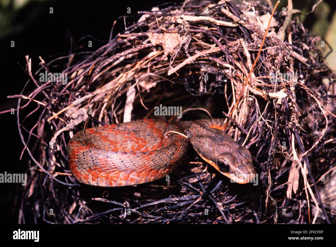 The Puffing Snake or Bird Snake, Phrynonax poecilonotus, raiding a bird nest in Panama.  They prey on eggs and baby birds. Stock Photo