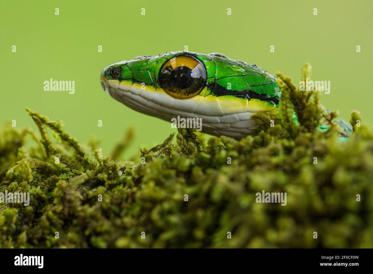 The Satiny Parrot Snake, Leptophis ahaetulla, is an arboreal snake found in Central & South America. Stock Photo