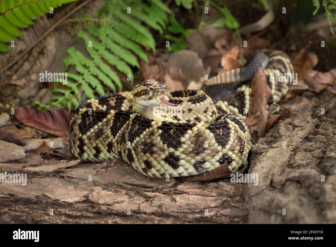 The Neotropical Rattlesnake, Crotalus durissus, ranges from northeast ...