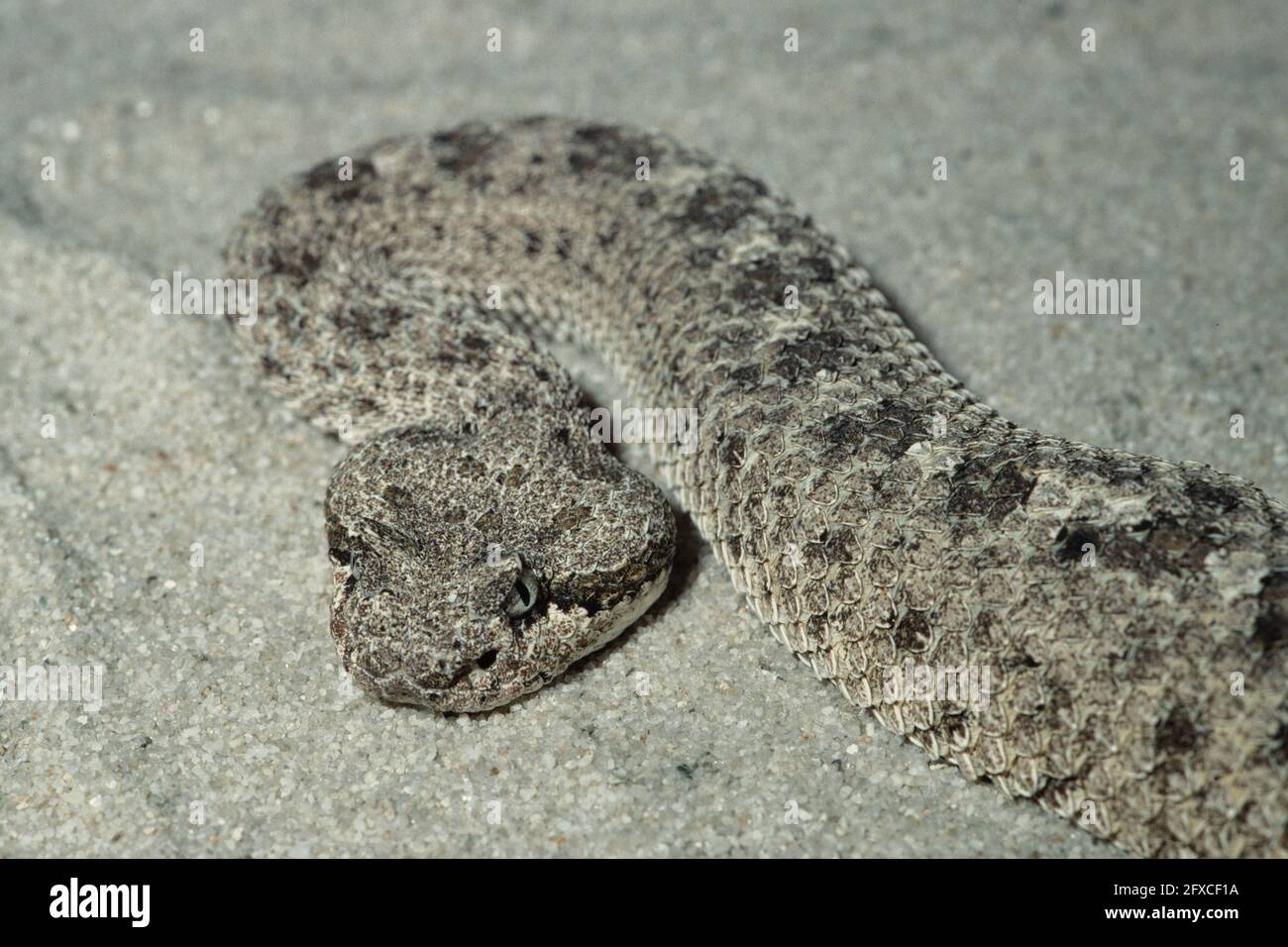 The Sidewinder, Horned Rattlesnake or Sidewinder Rattlesnake is found in the deserts of the southwestern U.S. & northern Mexico. Stock Photo