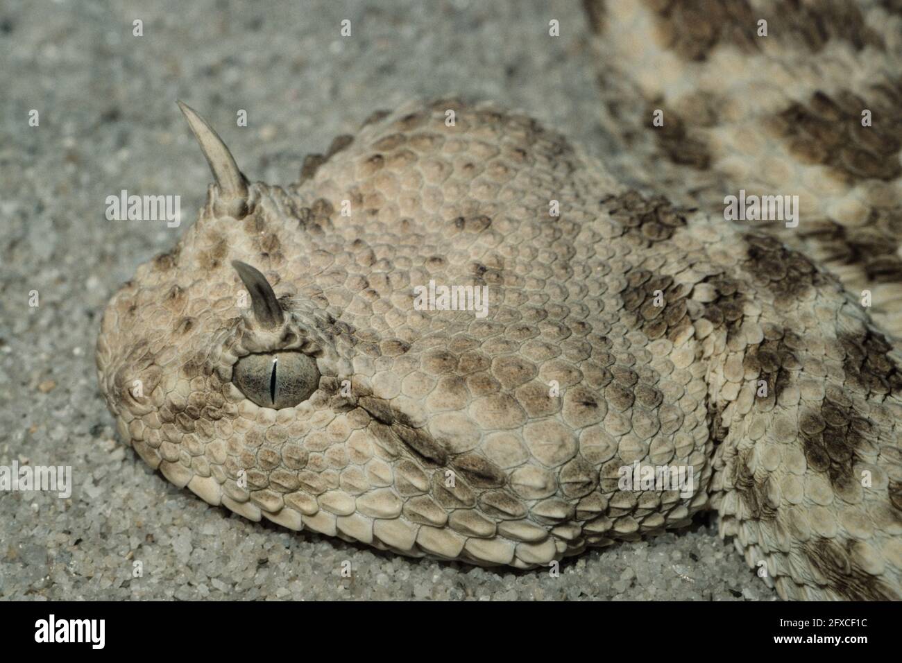Saharan Horned Viper or Horned Desert Viper, Cerastes cerastes, is native to the deserts of North Africa and Arabian Peninsula.  London Zoo. Stock Photo