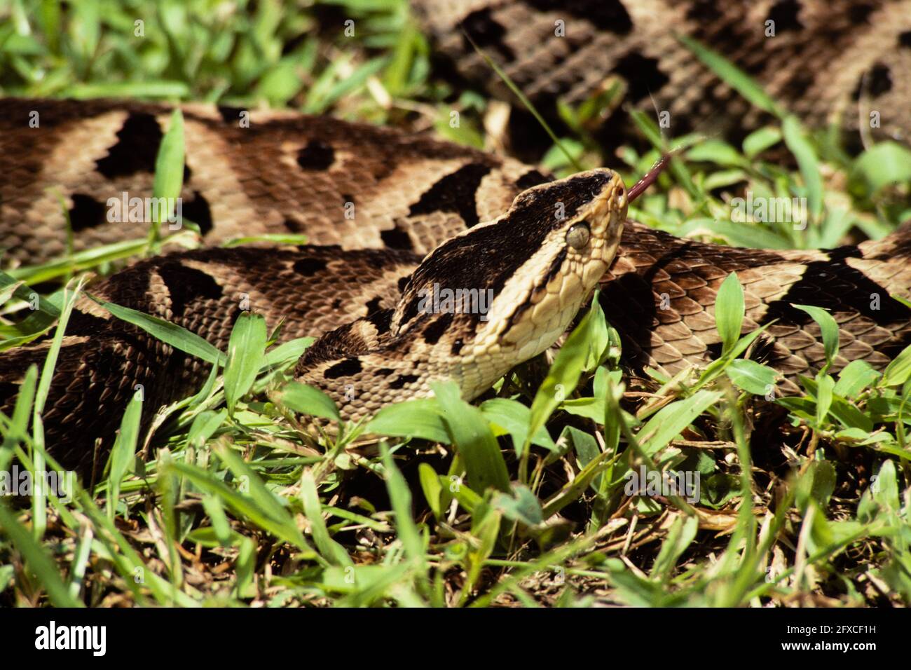 Fauna de panamá hi-res stock photography and images - Alamy