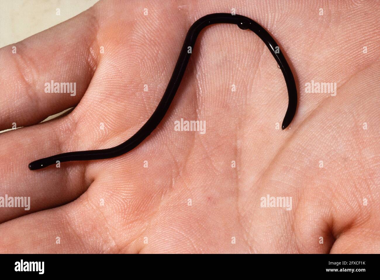 The Brahminy Blind Snake resembles an earth worm and is an introduced species on the island of Guam in the Northern Mariana Islands. Stock Photo