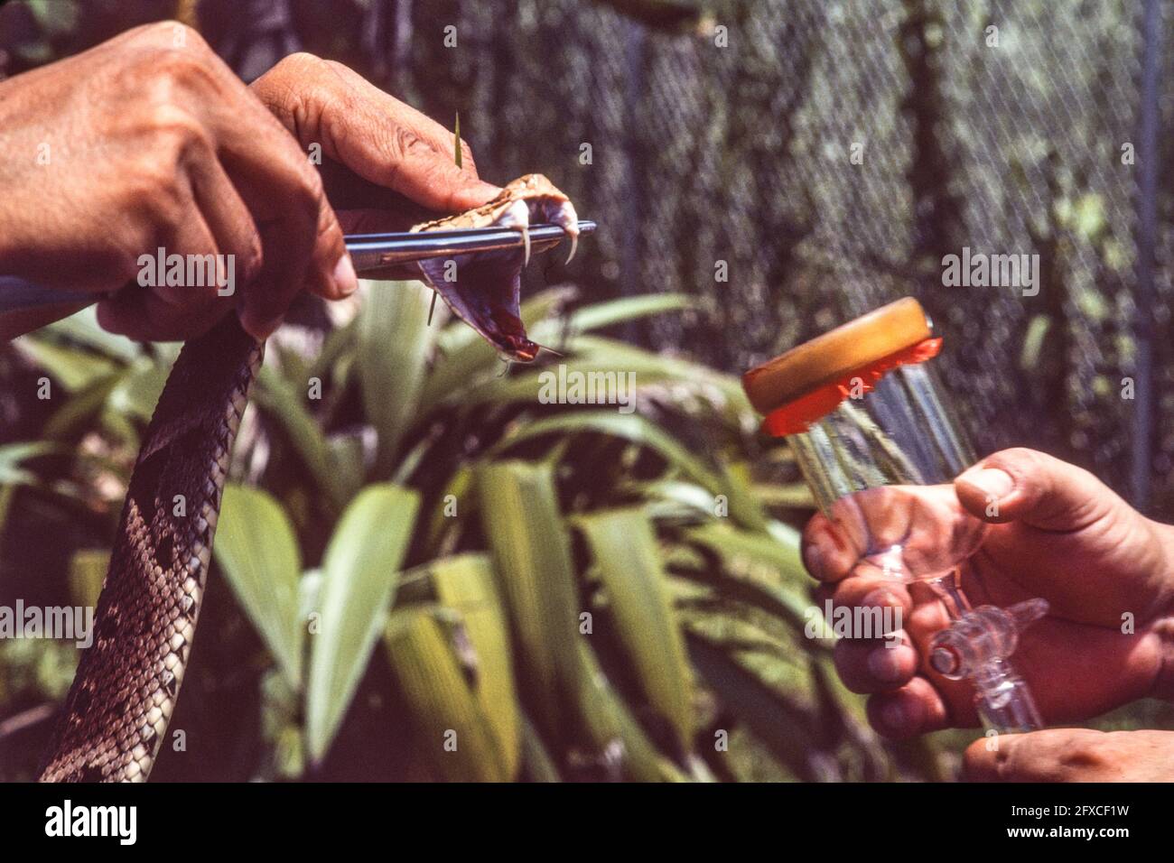 Workers milking a Fer-de-lance, Bothrops asper, for venom in Panama.  The venom is used to make an antivenom or antivenin. Stock Photo