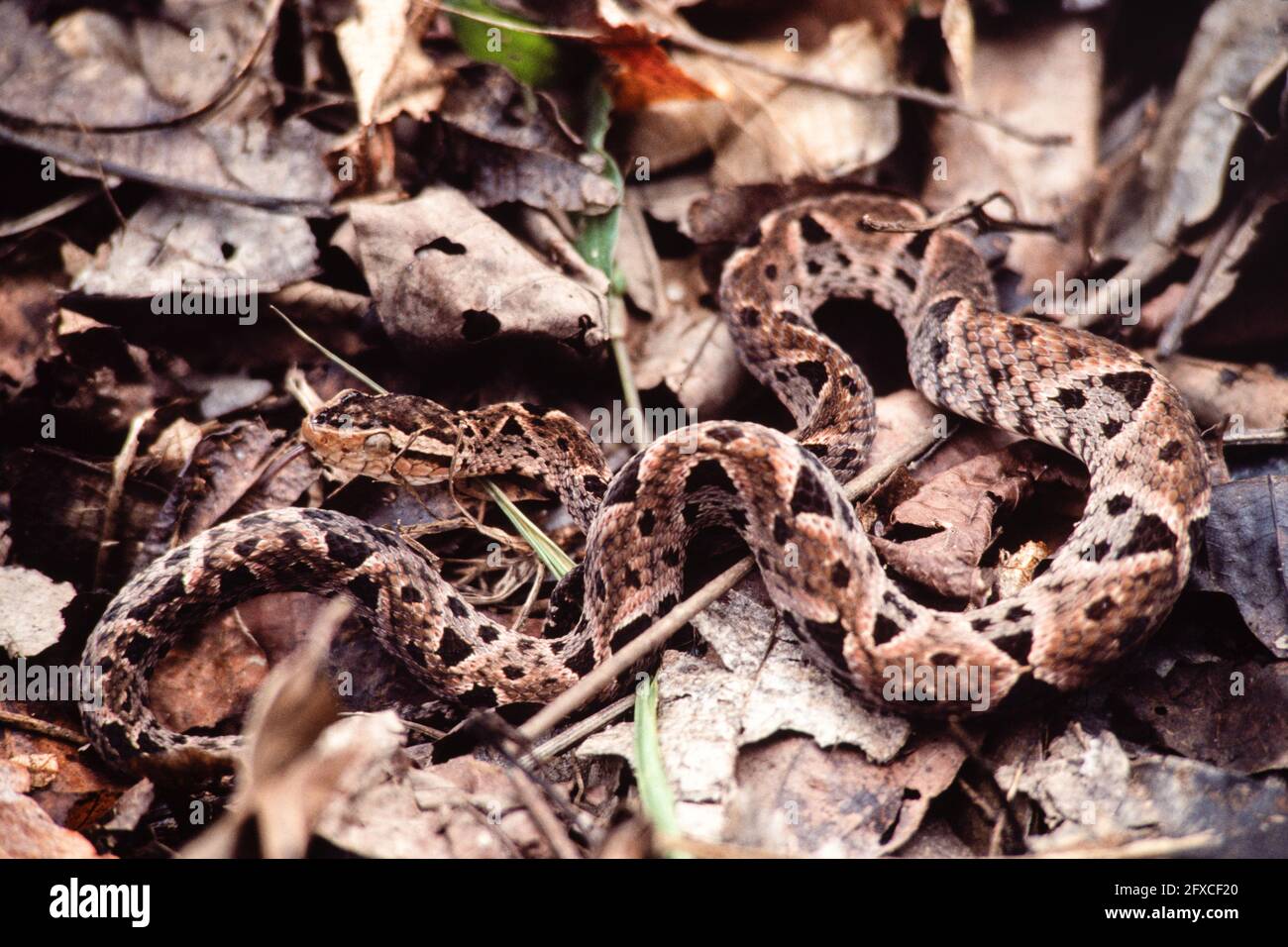 The Fer-de-lance, Bothrops asper, is the most dangerous snake in Central America and accounts for most of the bites to humans.  Panama. Stock Photo