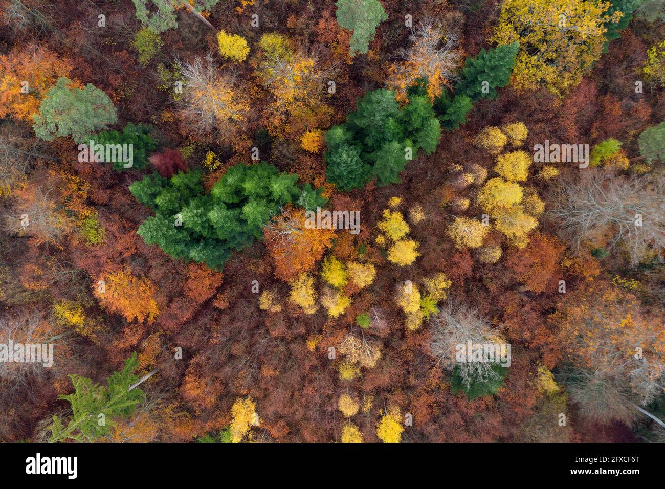 Aerial view autumn deciduous forest hi-res stock photography and images ...