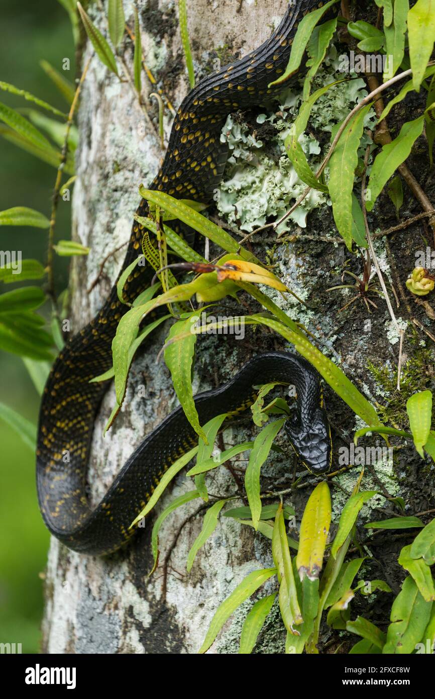 Phrynonax poecilonotus hires stock photography and images Alamy