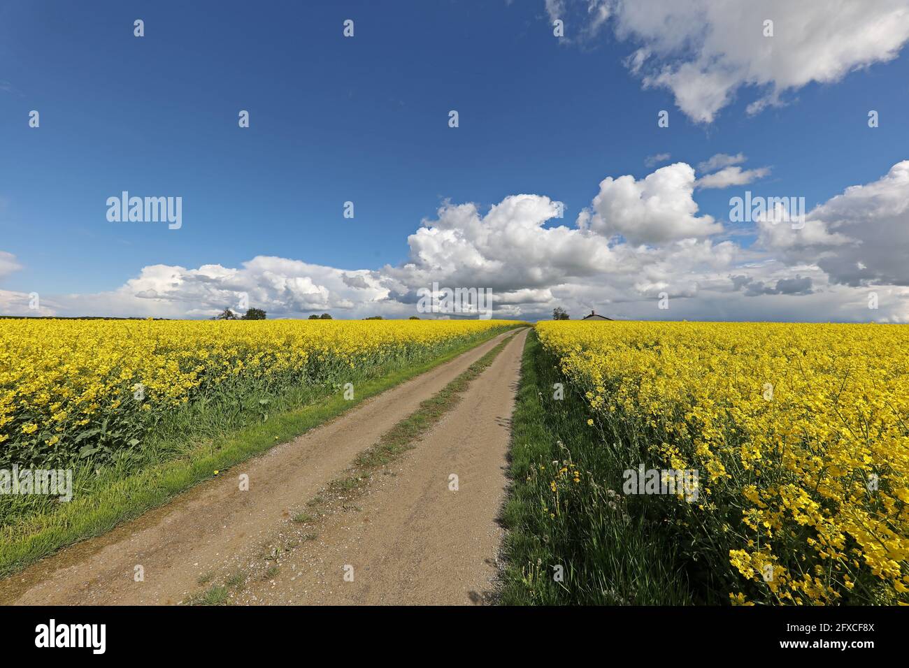 Spring landscape with blooming rapeseed fields on a sunny day Stock ...