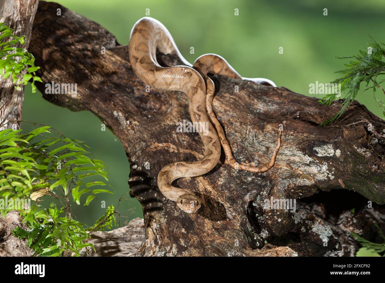 The Annulated or Ringed Tree Boa. Corallus annulatus, is a non-venomous snake found in Central & South America. Stock Photo